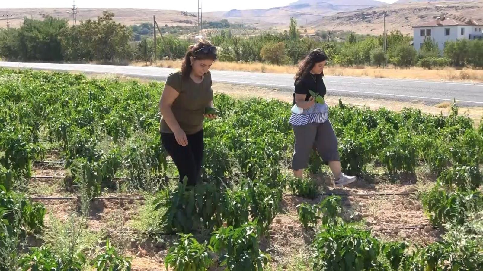 Marketlere kızan Elazığlı tarlasındaki her şeyi vatandaşa yarı fiyatına satıyor
